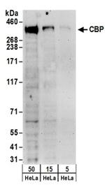 CBP Antibody in Western Blot (WB)