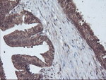 CBR3 Antibody in Immunohistochemistry (Paraffin) (IHC (P))