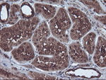 CBR3 Antibody in Immunohistochemistry (Paraffin) (IHC (P))