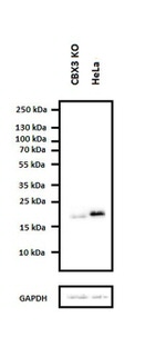 HP1 gamma Antibody