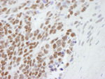 CBX3 Antibody in Immunohistochemistry (IHC)