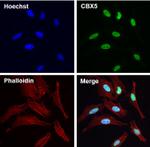 HP1 alpha Antibody in Immunocytochemistry (ICC/IF)