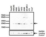 HP1 alpha Antibody in Western Blot (WB)