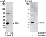 CBX5 Antibody in Western Blot (WB)