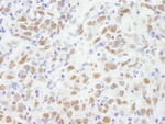 CBX5 Antibody in Immunohistochemistry (IHC)