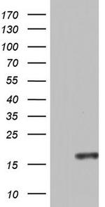 CCL11 Antibody in Western Blot (WB)