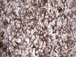 CCL19 Antibody in Immunohistochemistry (Paraffin) (IHC (P))