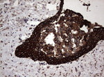 CCL19 Antibody in Immunohistochemistry (Paraffin) (IHC (P))