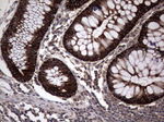 CCL19 Antibody in Immunohistochemistry (Paraffin) (IHC (P))