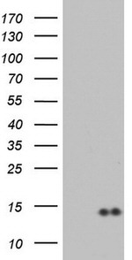 CCL19 Antibody in Western Blot (WB)