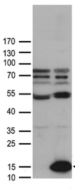 CCL27 Antibody in Western Blot (WB)