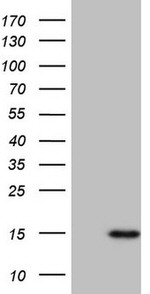 CCL5 Antibody in Western Blot (WB)