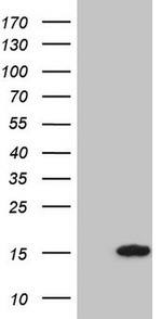 CCL5 Antibody in Western Blot (WB)