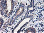 CCM2 Antibody in Immunohistochemistry (Paraffin) (IHC (P))