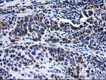 CCM2 Antibody in Immunohistochemistry (Paraffin) (IHC (P))