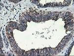 CCM2 Antibody in Immunohistochemistry (Paraffin) (IHC (P))