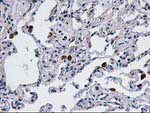 CCM2 Antibody in Immunohistochemistry (Paraffin) (IHC (P))