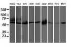 CCM2 Antibody in Western Blot (WB)