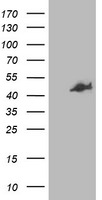 CCM2 Antibody in Western Blot (WB)