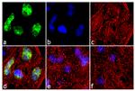 Cyclin A2 Antibody in Immunocytochemistry (ICC/IF)