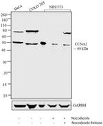 Cyclin A2 Antibody in Western Blot (WB)