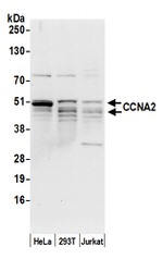 CCNA2/Cyclin A2 Antibody in Western Blot (WB)