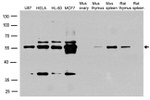 CCNA2 Antibody in Western Blot (WB)