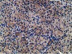 CCNB1IP1 Antibody in Immunohistochemistry (Paraffin) (IHC (P))