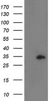 CCNB1IP1 Antibody in Western Blot (WB)