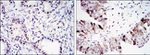 Cyclin B1 Antibody in Immunohistochemistry (Paraffin) (IHC (P))