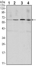 Cyclin B1 Antibody in Western Blot (WB)