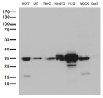 CCND1 Antibody in Western Blot (WB)