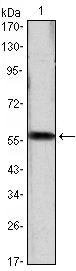 Cyclin D1 Antibody in Western Blot (WB)