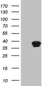 CCNY Antibody in Western Blot (WB)