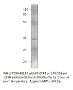 CCR4 Antibody in Western Blot (WB)