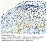 CCR6 Antibody in Immunohistochemistry (IHC)