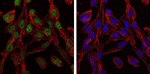 TCP-1 beta Antibody in Immunocytochemistry (ICC/IF)