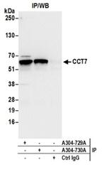 CCT7 Antibody in Immunoprecipitation (IP)