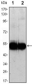 VCAM-1 Antibody in Western Blot (WB)