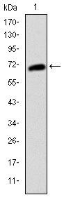 c-Kit Antibody in Western Blot (WB)