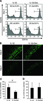 CD11b Antibody in Flow Cytometry (Flow)