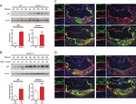 CD45 Antibody in Immunohistochemistry (IHC)