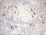 CD13 Antibody in Immunohistochemistry (Paraffin) (IHC (P))