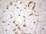 CD13 Antibody in Immunohistochemistry (Paraffin) (IHC (P))