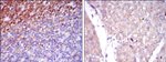 SSEA1 Antibody in Immunohistochemistry (Paraffin) (IHC (P))