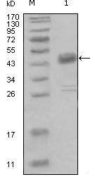 MCK10 Antibody in Western Blot (WB)