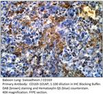 Sialoadhesin Antibody in Immunohistochemistry (IHC)