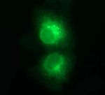 CD1C Antibody in Immunocytochemistry (ICC/IF)