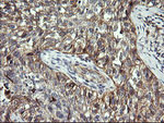 CD1C Antibody in Immunohistochemistry (Paraffin) (IHC (P))