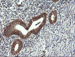 CD1C Antibody in Immunohistochemistry (Paraffin) (IHC (P))